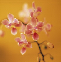 Orchid, Moth orchid, Phalaenopsis.