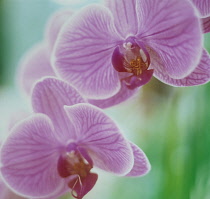 Orchid, Moth orchid, Phalaenopsis.