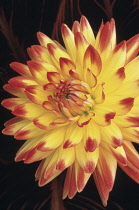 Dahlia, Dahlia 'Bridgeview Aloha'.