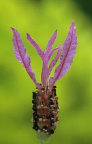 Lavender, French lavender, Lavandula stoechas sub sp pedunculata.