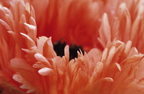 Poppy, Oriental poppy, Papaver orientale 'Prinz Eugen'.