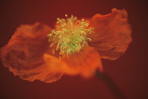 Poppy, Papaver.