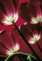 Tulip, Tulipa.