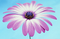 Cape Daisy, Osteospermum.