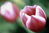 Tulip, Tulipa.