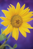 Sunflower, Helianthus annuus.