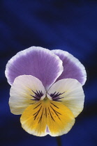 Pansy, Viola wittrockiana.