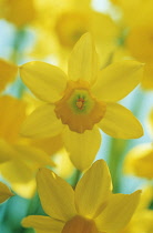 Daffodil, Narcissus.