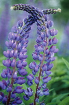 Lupin, Lupinus.