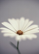 Cape Daisy, Osteospermum.