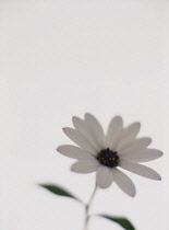 Cape Daisy, Osteospermum.