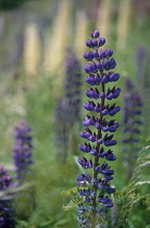 Lupin, Lupinus.