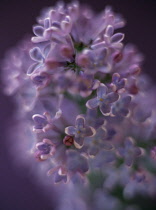 Lilac, Syringa.