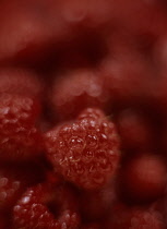 Raspberry, Rubus idaeus.