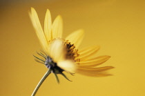 Sunflower, Helianthus 'Lemon Queen'.