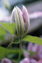 Clematis.