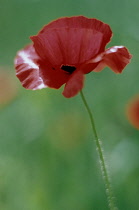 Poppy, Papaver rhoeas.