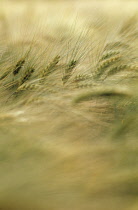 Barley, Hordeum.