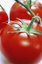 Tomato, Lycopersicon esculentum.