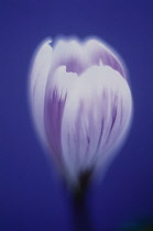 Crocus.