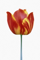 Tulip, Tulipa.