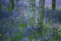 Bluebell Wood, Hyacinthoides non-scripta.