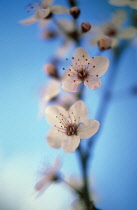 Almond, Prunus dulcis.