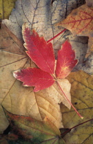 Leaf.