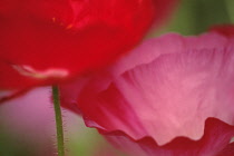 Poppy, Papaver.