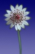 Astrantia, Masterwort, Astrantia major.