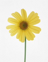 Daisy, Ox-eye daisy, Leucanthemum vulgare.