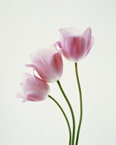 Tulip, Tulipa.