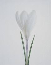 Crocus.