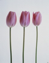 Tulip, Tulipa.