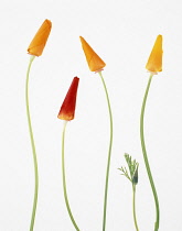 Poppy, Californian poppy, Eschscholzia californica.