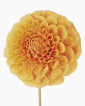 Dahlia, Dahlia 'Davenport Honey'.