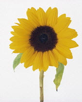 Sunflower, Helianthus annuus.