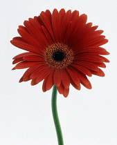 Gerbera.