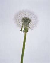 Dandelion clock, Taraxacum officinale.