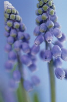 Grape Hyacinth, Muscari.