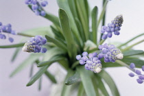 Grape Hyacinth, Muscari.