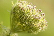 Carrot, Daucus carota, Wild carrot.