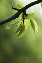 Apple, Malus domestica.