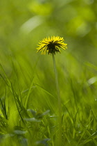 Dandelion, Taraxacum officinale.