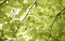 Beech, Fagus sylvatica.