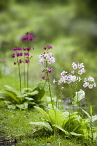 Candelabra primula, Primula x Candelabra Hybrids.