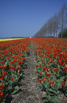 Tulip, Tulipa.