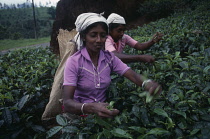 Tea plant, Camellia sinensis.