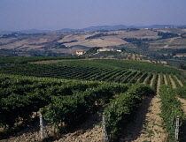 Grapevine, Vitis vinifera.