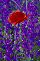 Poppy, Papaver rhoeas.